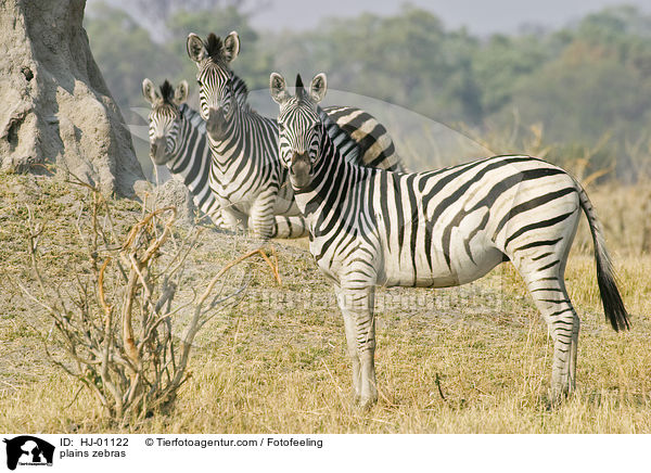 plains zebras / HJ-01122
