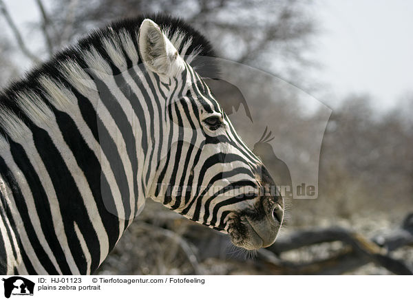 plains zebra portrait / HJ-01123