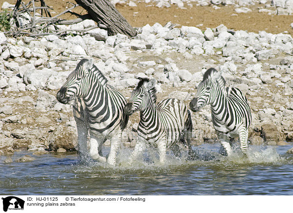 running plains zebras / HJ-01125