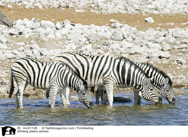 drinking plains zebras / HJ-01126