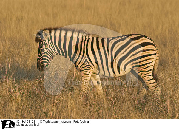 plains zebra foal / HJ-01128
