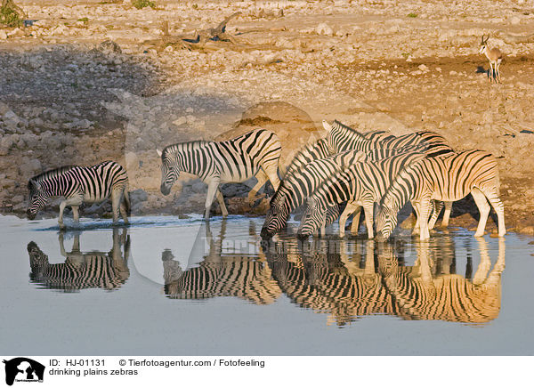 trinkende Steppenzebras / drinking plains zebras / HJ-01131