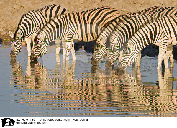 trinkende Steppenzebras / drinking plains zebras / HJ-01135