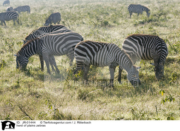 Herde Steppenzebras / herd of plains zebras / JR-01444