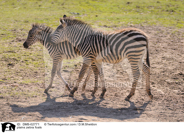 plains zebra foals / DMS-02771