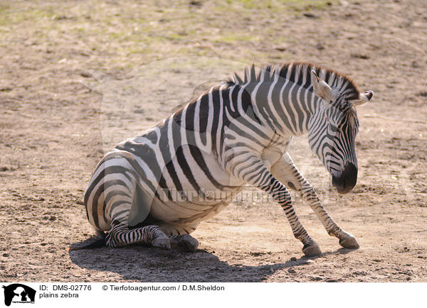 plains zebra / DMS-02776