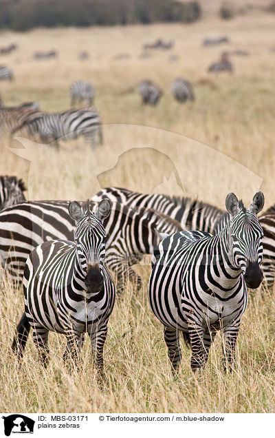 Steppenzebras / plains zebras / MBS-03171