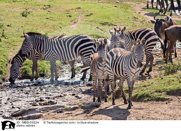 Steppenzebras / plains zebras / MBS-03224