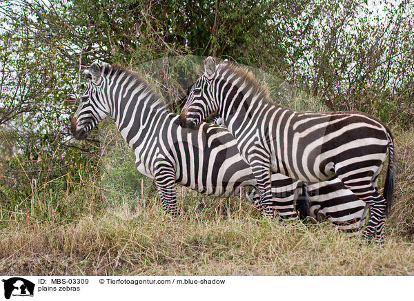 Steppenzebras / plains zebras / MBS-03309