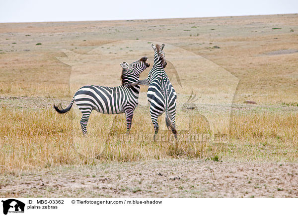 plains zebras / MBS-03362