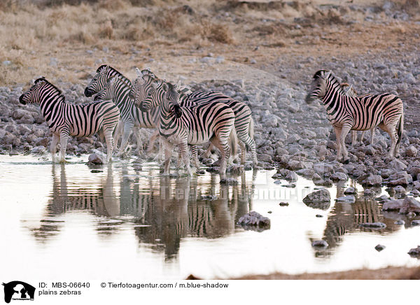 plains zebras / MBS-06640