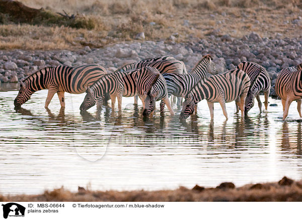 Steppenzebras / plains zebras / MBS-06644