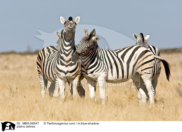 Steppenzebras / plains zebras / MBS-06647