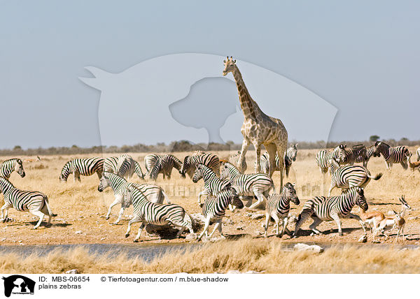 plains zebras / MBS-06654