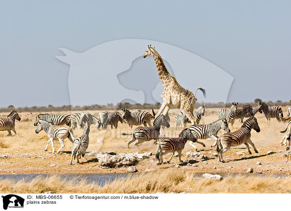 Steppenzebras / plains zebras / MBS-06655