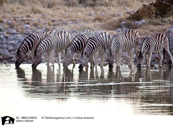 Steppenzebras / plains zebras / MBS-06664