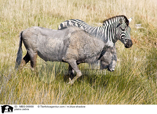 Steppenzebra / plains zebra / MBS-06668