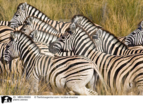 plains zebras / MBS-06669