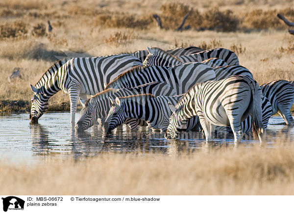 Steppenzebras / plains zebras / MBS-06672