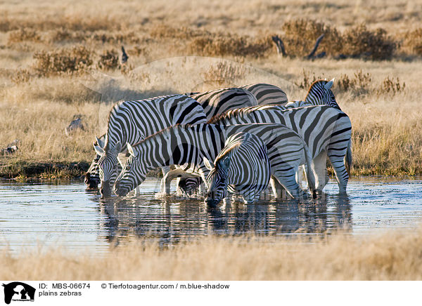 Steppenzebras / plains zebras / MBS-06674