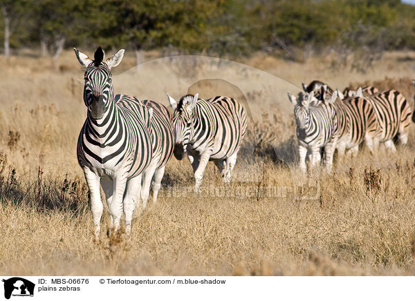 Steppenzebras / plains zebras / MBS-06676