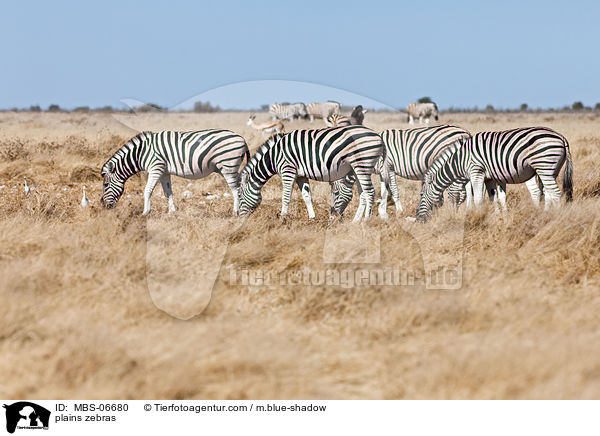 Steppenzebras / plains zebras / MBS-06680