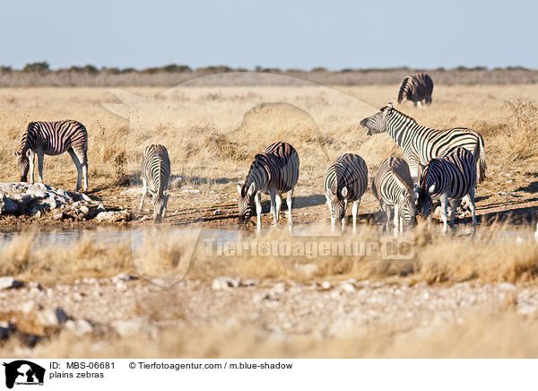 plains zebras / MBS-06681