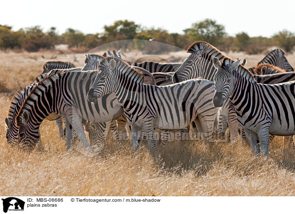 Steppenzebras / plains zebras / MBS-06686