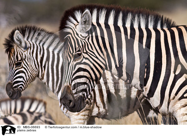 Steppenzebras / plains zebras / MBS-06693