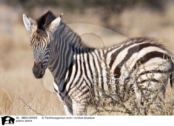 Steppenzebra / plains zebra / MBS-06695