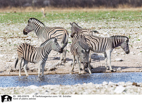 Herde Steppenzebras / herd of plains zebras / WS-05976