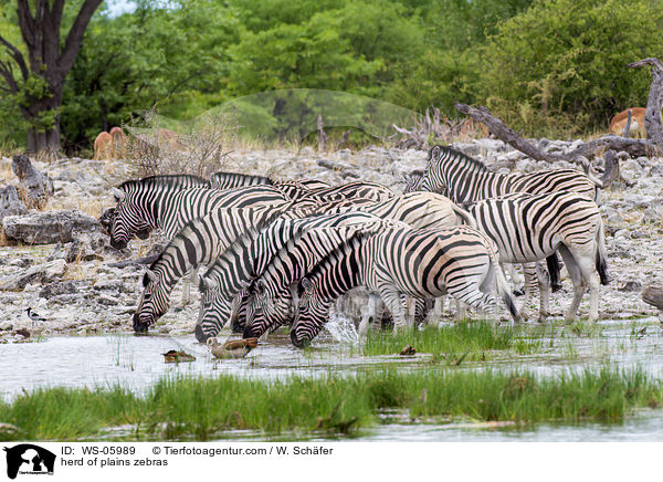 Herde Steppenzebras / herd of plains zebras / WS-05989