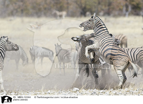 Steppenzebras / plains zebras / MBS-12244