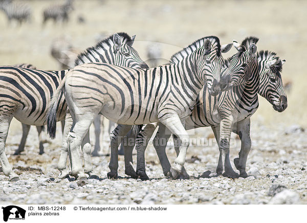 Steppenzebras / plains zebras / MBS-12248