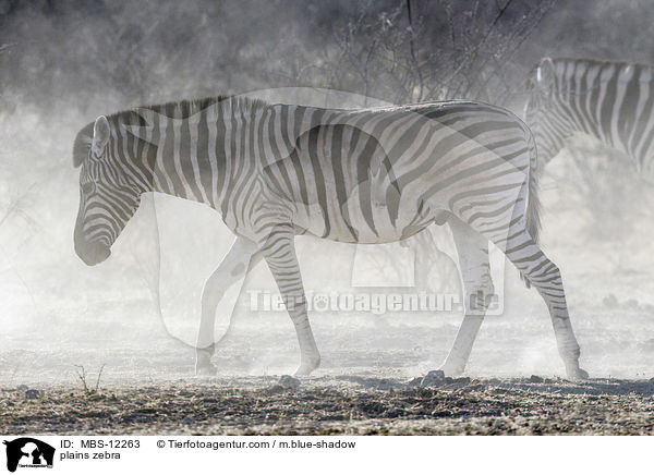 Steppenzebra / plains zebra / MBS-12263