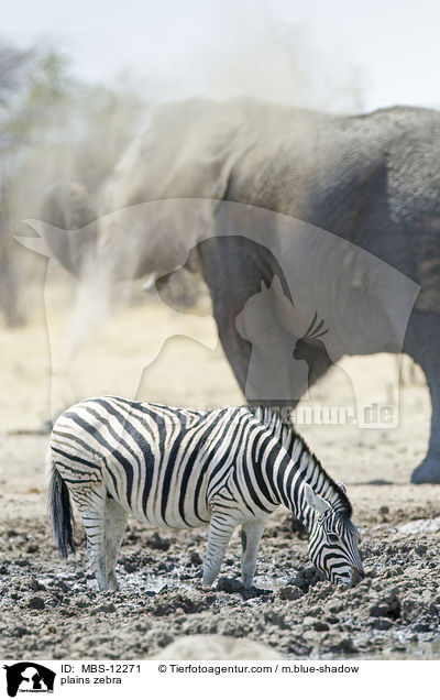 Steppenzebra / plains zebra / MBS-12271