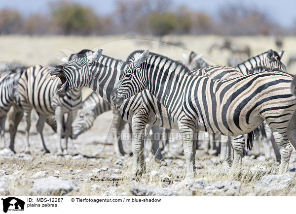 plains zebras / MBS-12287