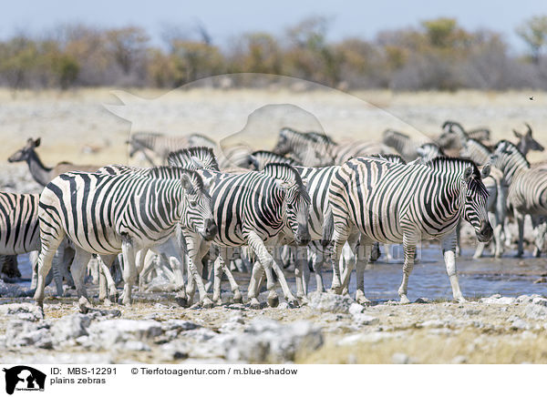 Steppenzebras / plains zebras / MBS-12291