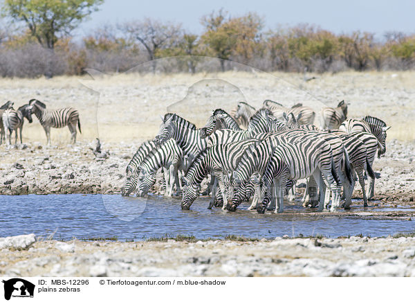 Steppenzebras / plains zebras / MBS-12296