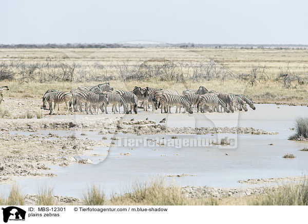 Steppenzebras / plains zebras / MBS-12301