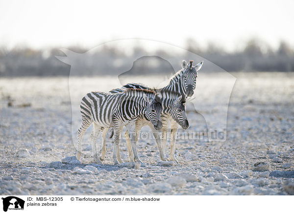 Steppenzebras / plains zebras / MBS-12305