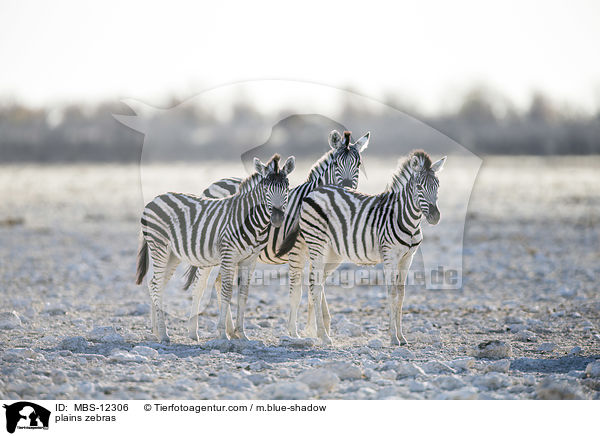 Steppenzebras / plains zebras / MBS-12306