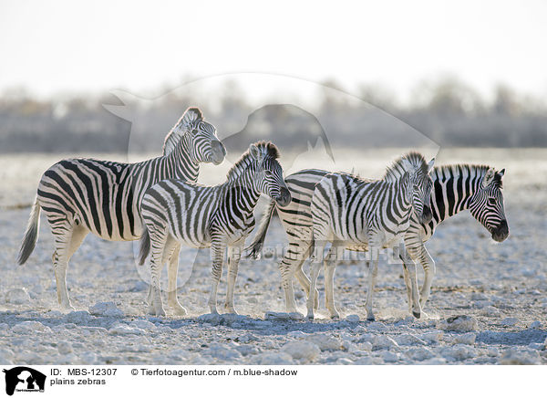 Steppenzebras / plains zebras / MBS-12307