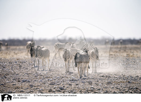 Steppenzebras / plains zebras / MBS-12311