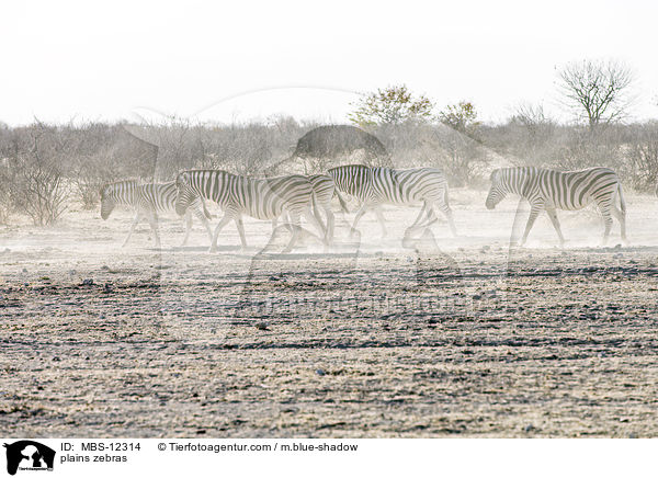 Steppenzebras / plains zebras / MBS-12314