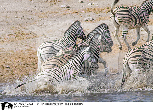 Steppenzebras / plains zebras / MBS-12322