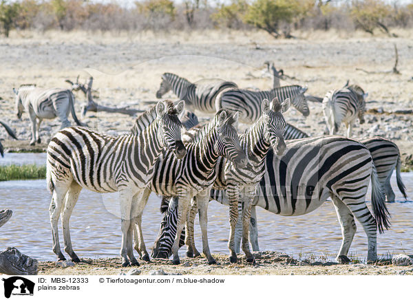 Steppenzebras / plains zebras / MBS-12333