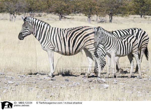 Steppenzebras / plains zebras / MBS-12334