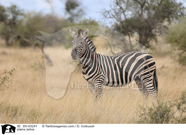 Steppenzebra / plains zebra / DV-03241