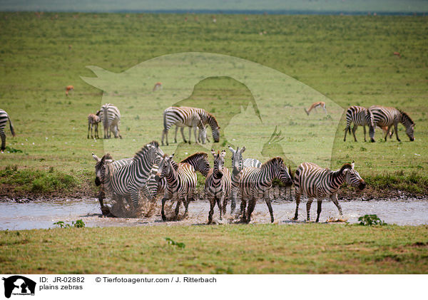 Steppenzebras / plains zebras / JR-02882